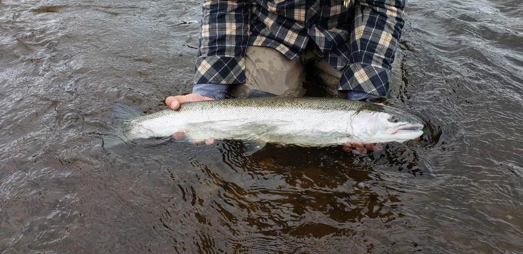 salmonriverguide_steelheadguide_paulsguideservice_steelhead_twohandedspey_skagit.jpeg