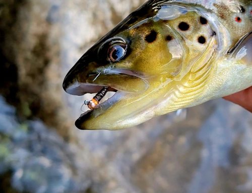 Trout Fishing