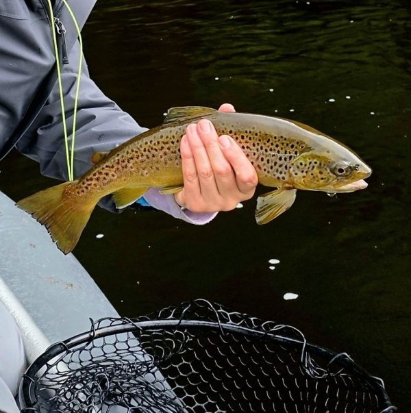 West Canada Creek Brown trout